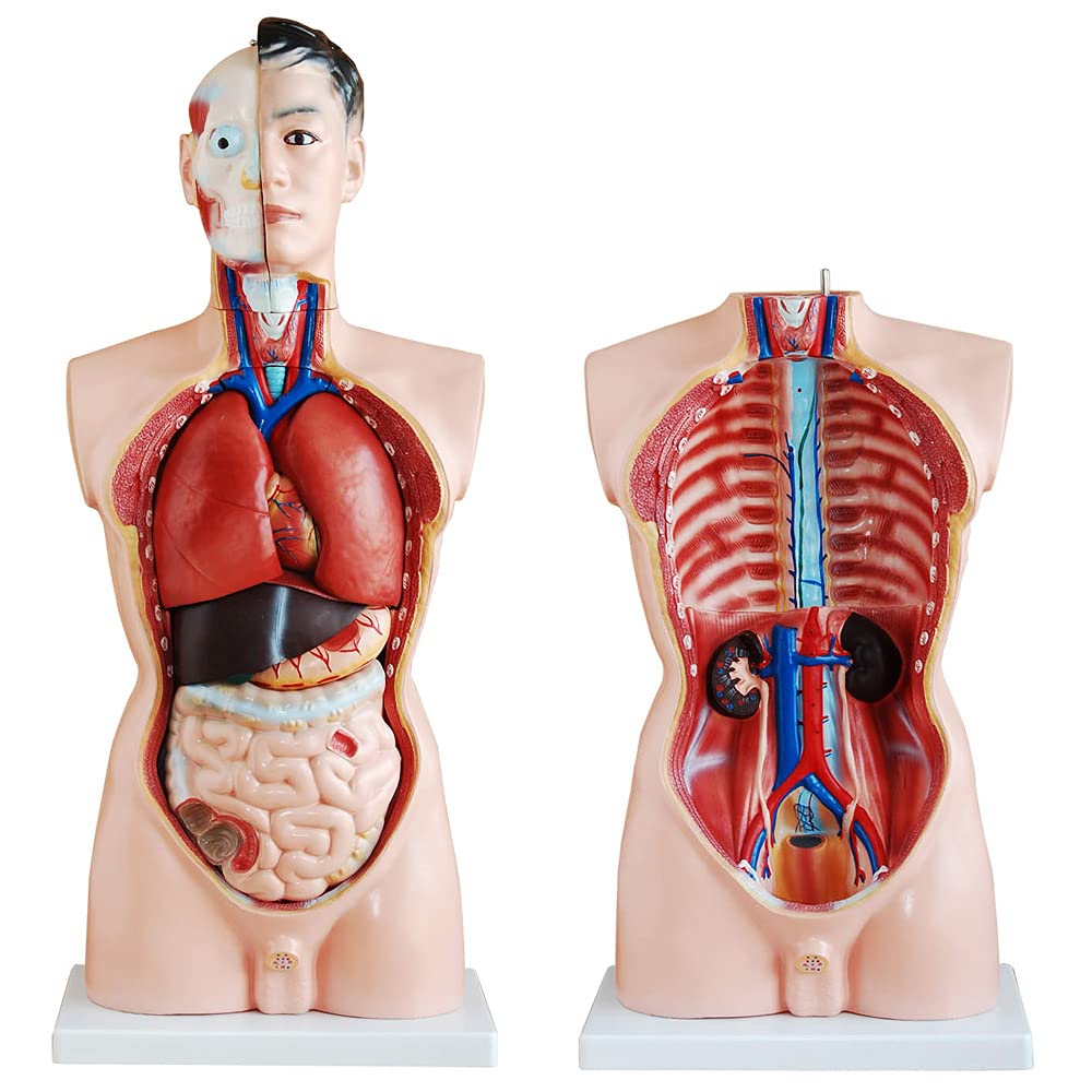 Anatomiemodell Torso mit herausnehmbaren Organen