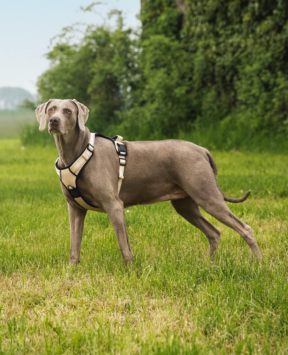 Gepolstertes Hundegeschirr, XL Beige