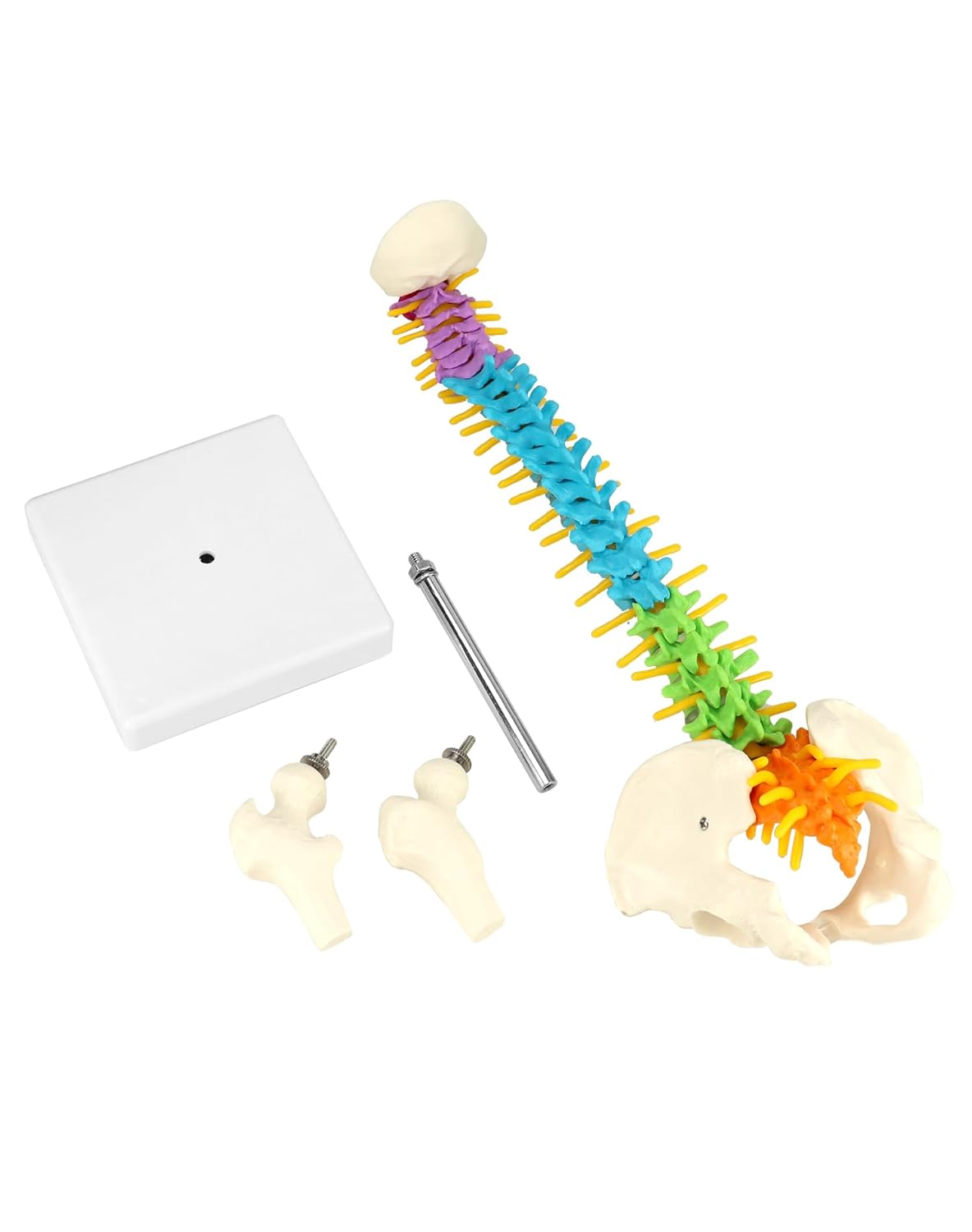 Flexibles Wirbelsäulenmodell mit Spinalnerven, Becken und Oberschenkeln