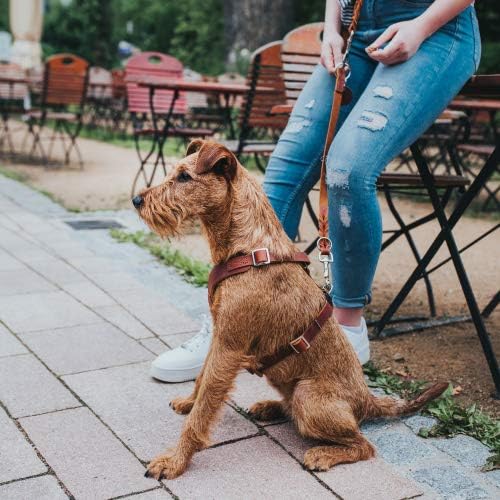 Aalborg Hundegeschirr, cognac mittel