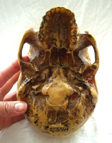 Anatomie-Schädel mit Unterkiefer Replik
