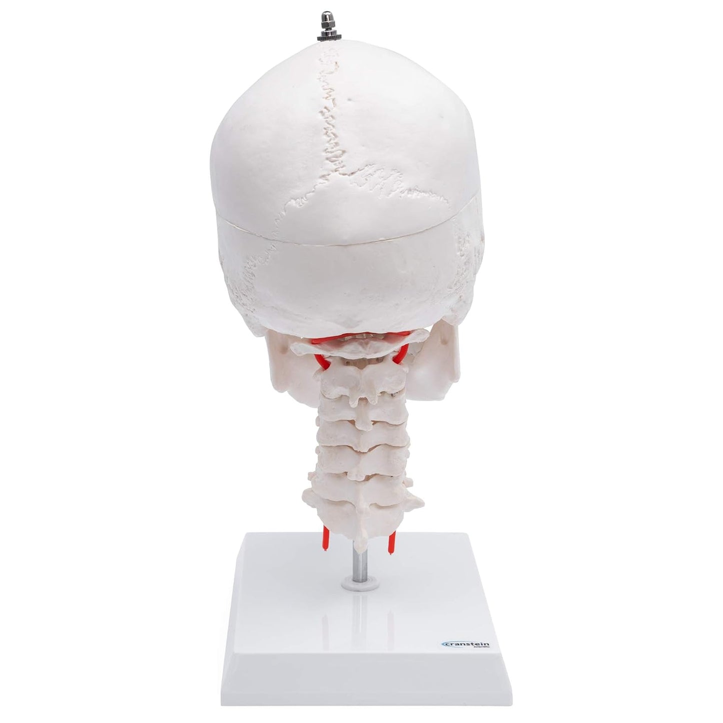 A-214 anatomischer Schädel mit Halswirbelsäule auf Stativ, Classic Industrial