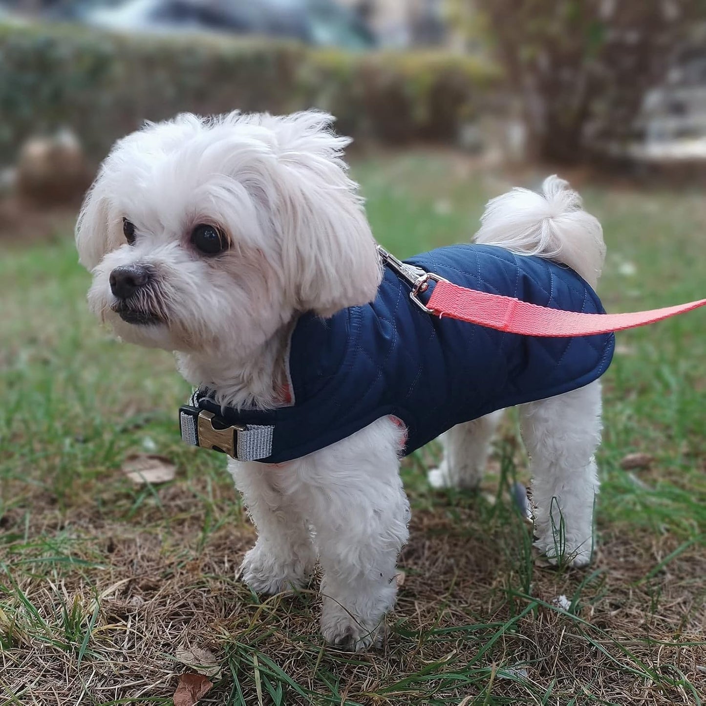 Wasserabweisender Hundemantel, XL / Blau