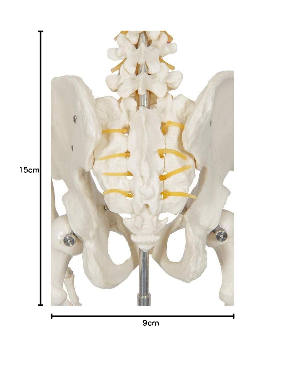 Anatomisches Skelett-Modell Buddy, Lebensgrösse