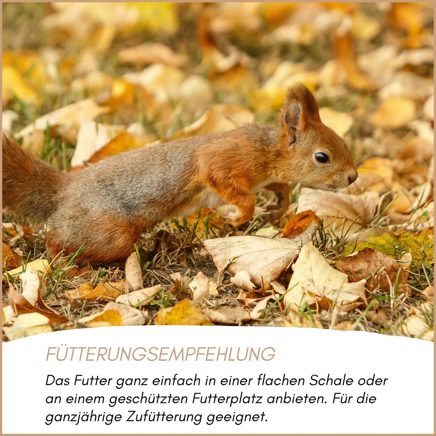 Eichhörnchenfutter mit Nüssen (1kg)