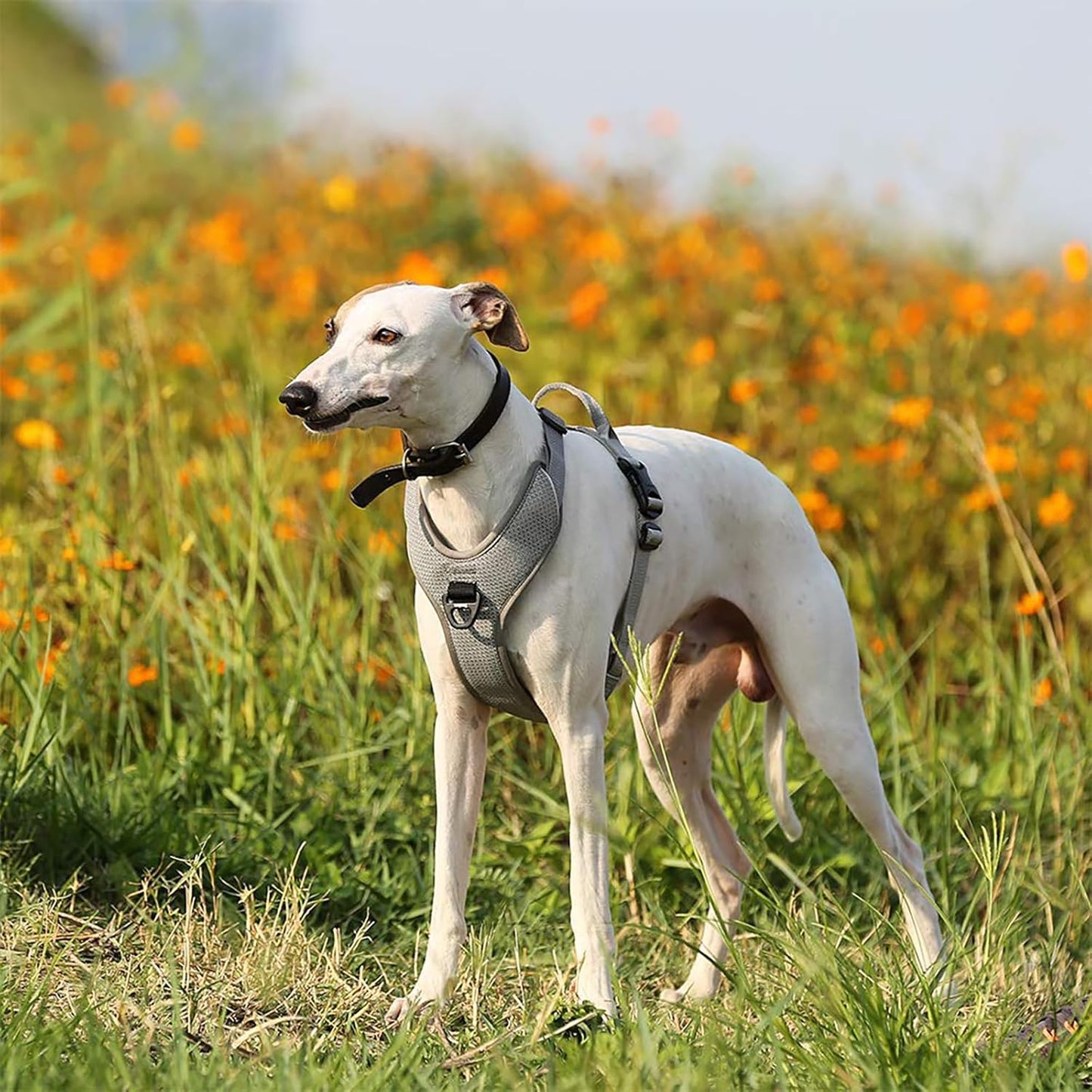 Hundegeschirr Outdoor Adventure II, reflektierend, 2 Leinenbefestigungen, L Grau