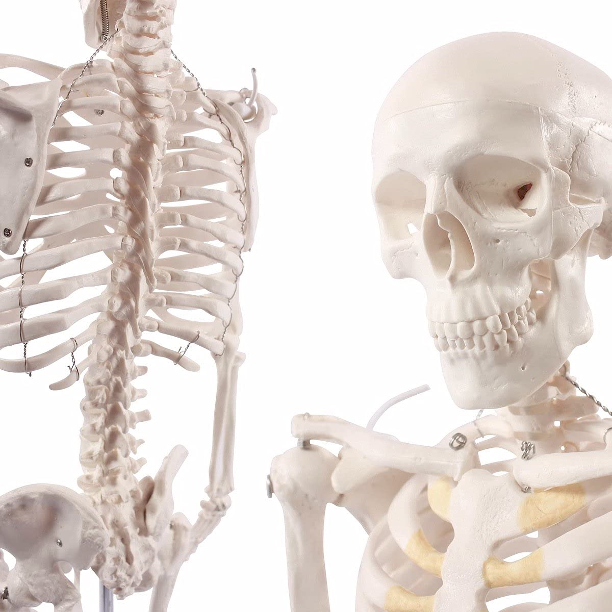 A-117 Mini-Skelett, anatomisch