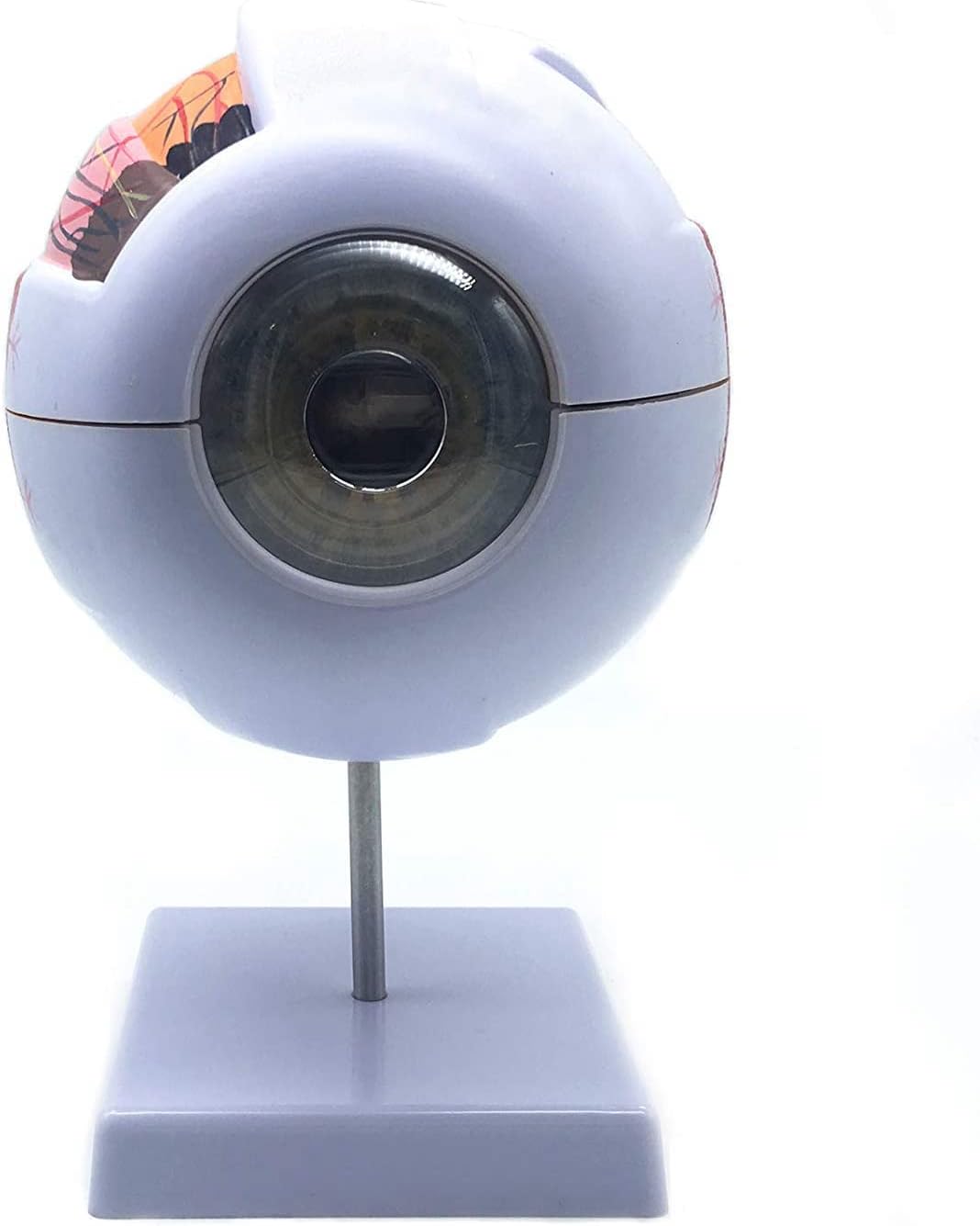 Anatomisches Modell, menschliches Auge, 6-fach vergrössert