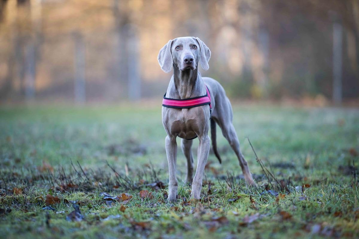 Reflektierendes Hundegeschirr Soft & Safe, 35 - 45 cm cayenne/schwarz
