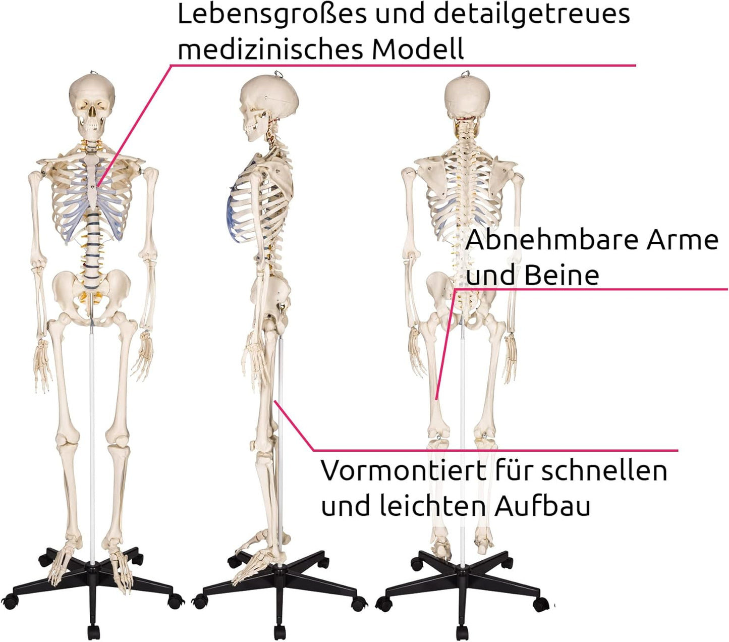Lebensgrosses Anatomie Skelett inklusive Ständer, Skelett | Nr. 400502