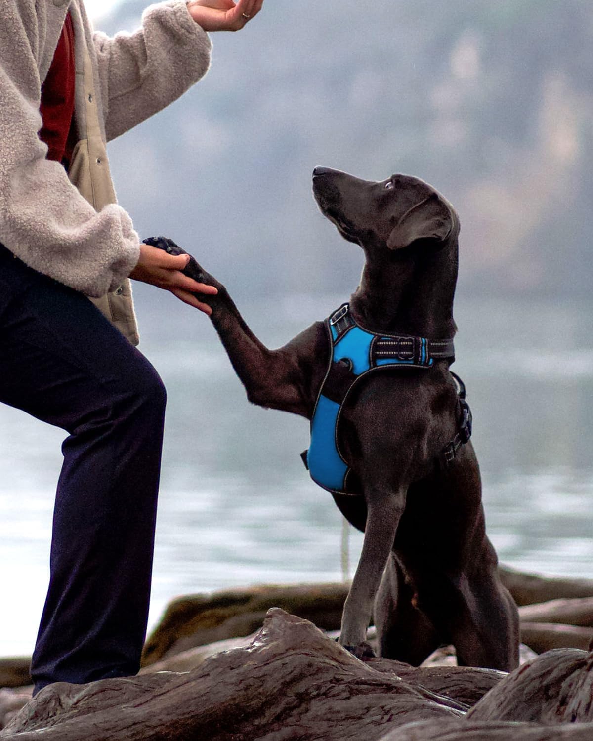 Reflektierendes Hundegeschirr, M (1er Pack) Blau