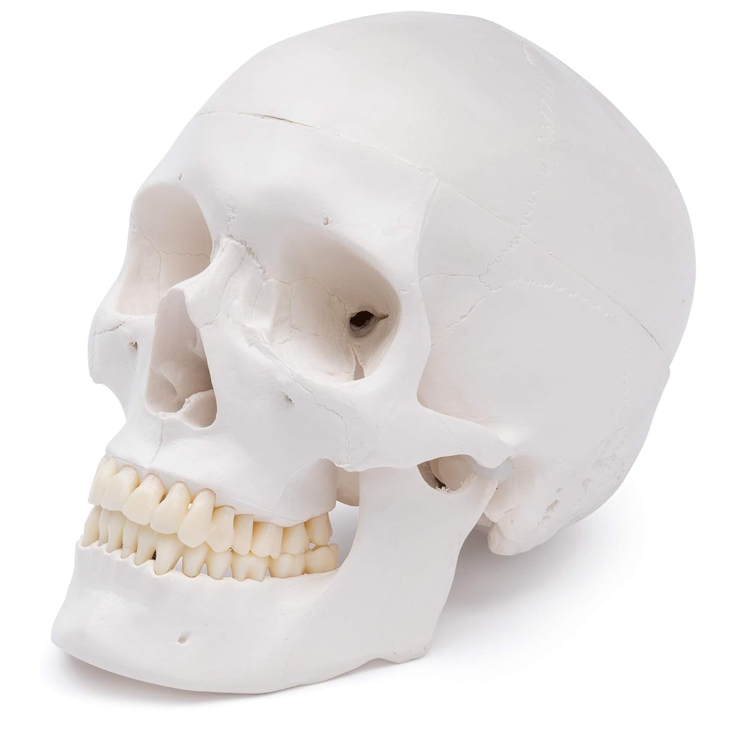 Anatomischer Schädel A-240, 2. Zähne in Elfenbein-Farbe