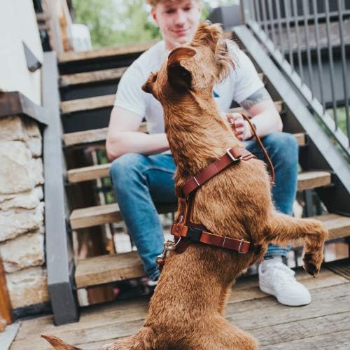 Aalborg Hundegeschirr, cognac mittel