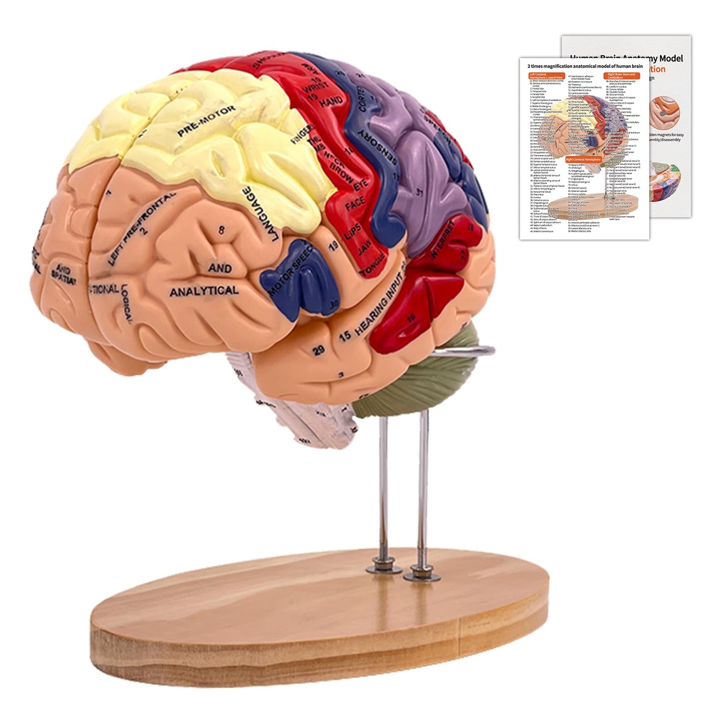 Anatomie Gehirnmodell, Gehirn Modell