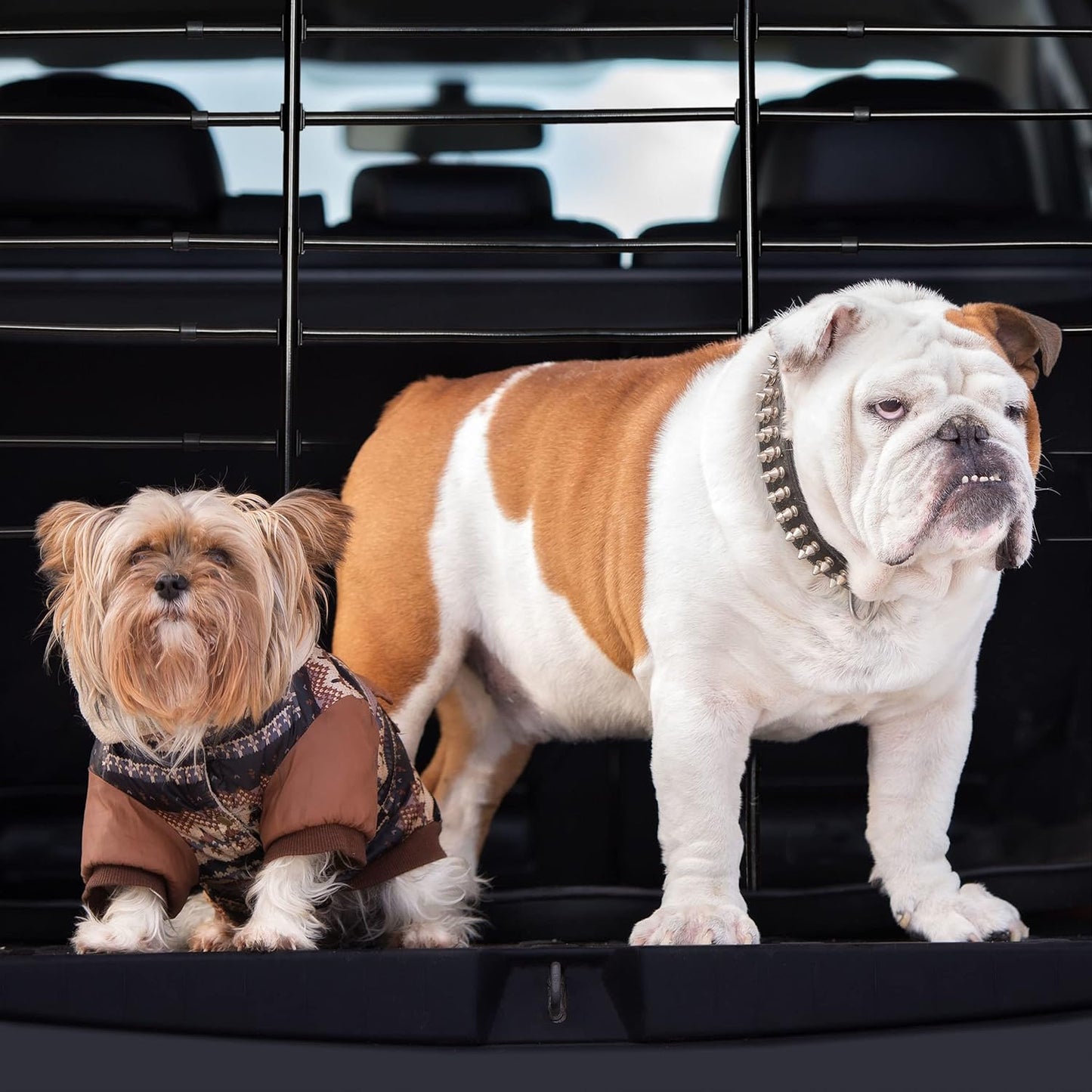 Hundegitter Auto