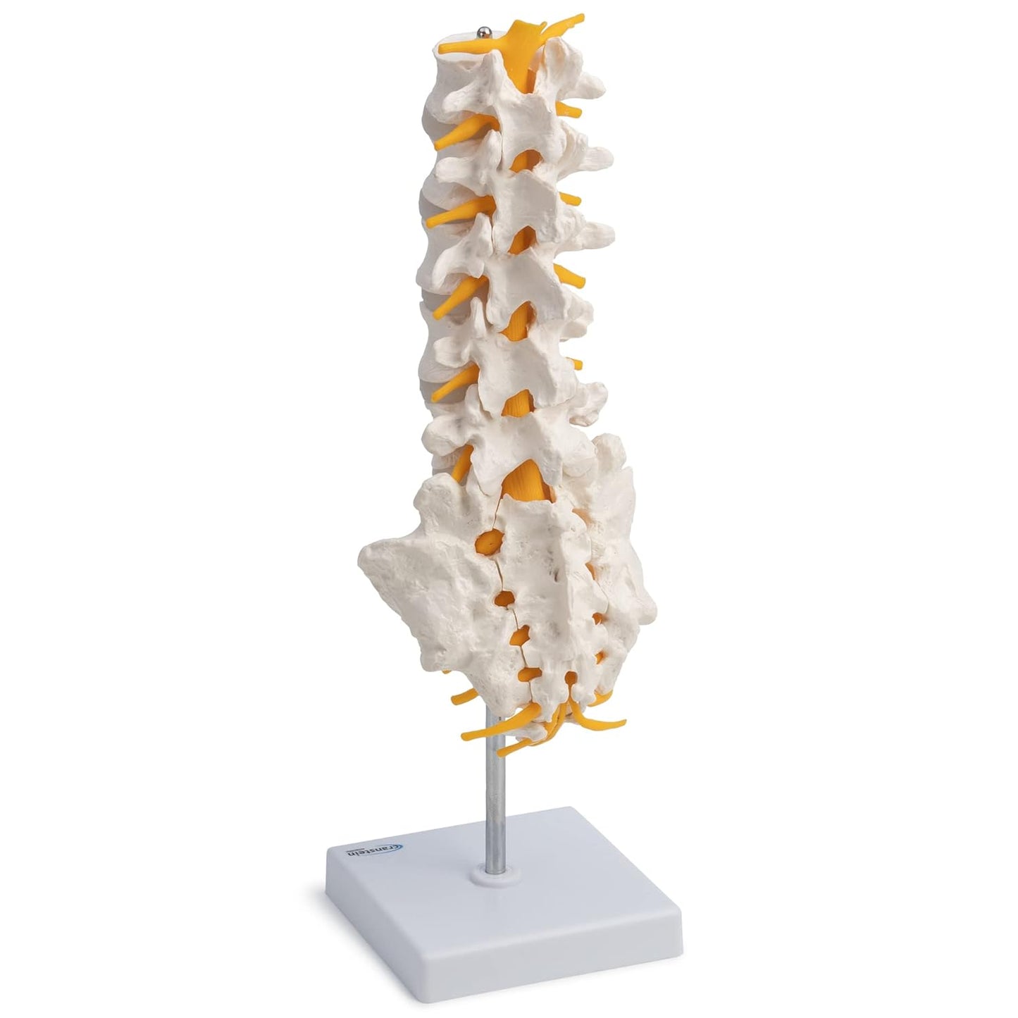 Anatomiemodell Lendenwirbelsäule A-319, Lende