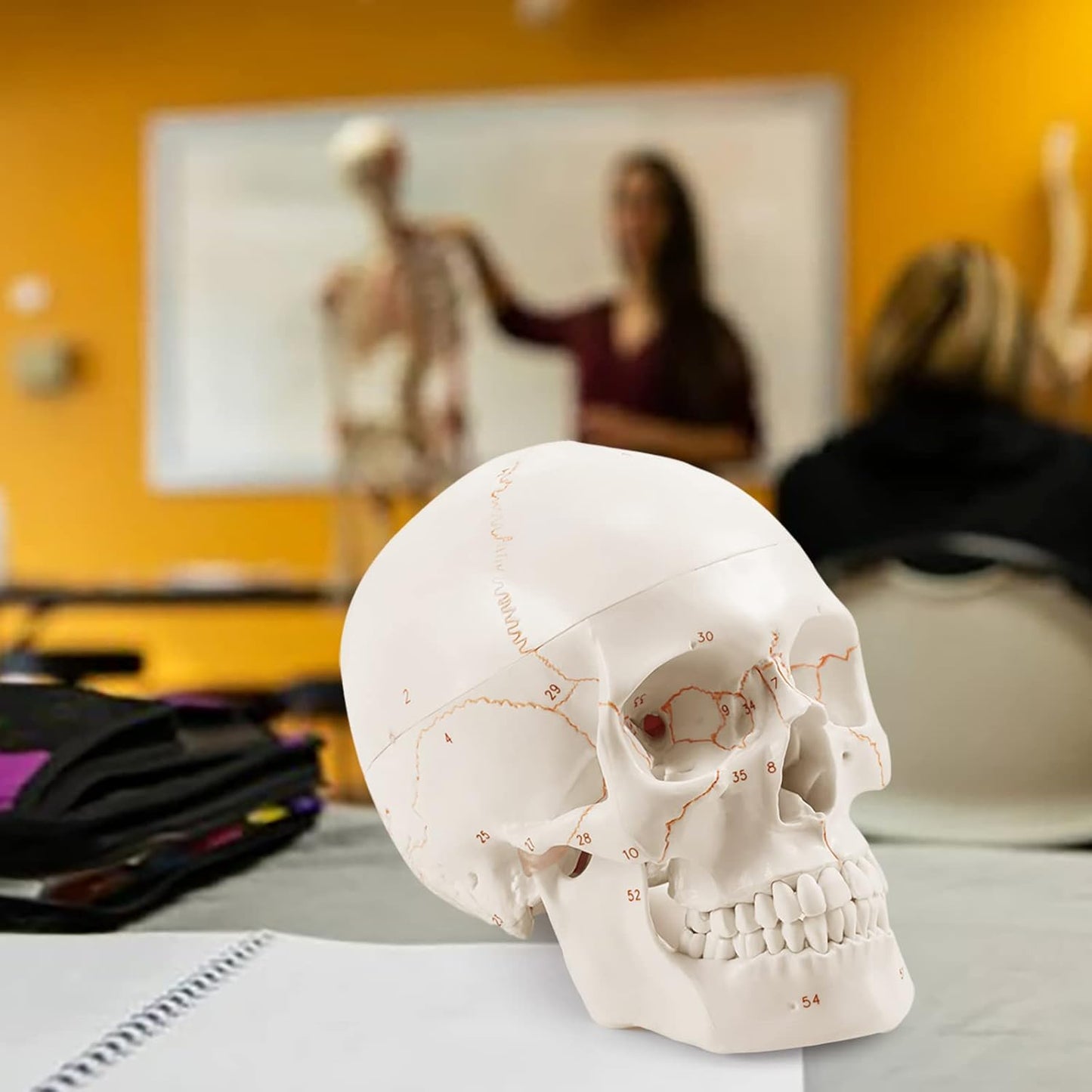 Anatomisches Schädelmodell mit Beschriftung