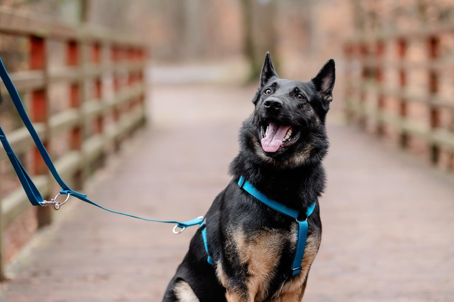 Guard Classic Hundegeschirr, XL Meeres