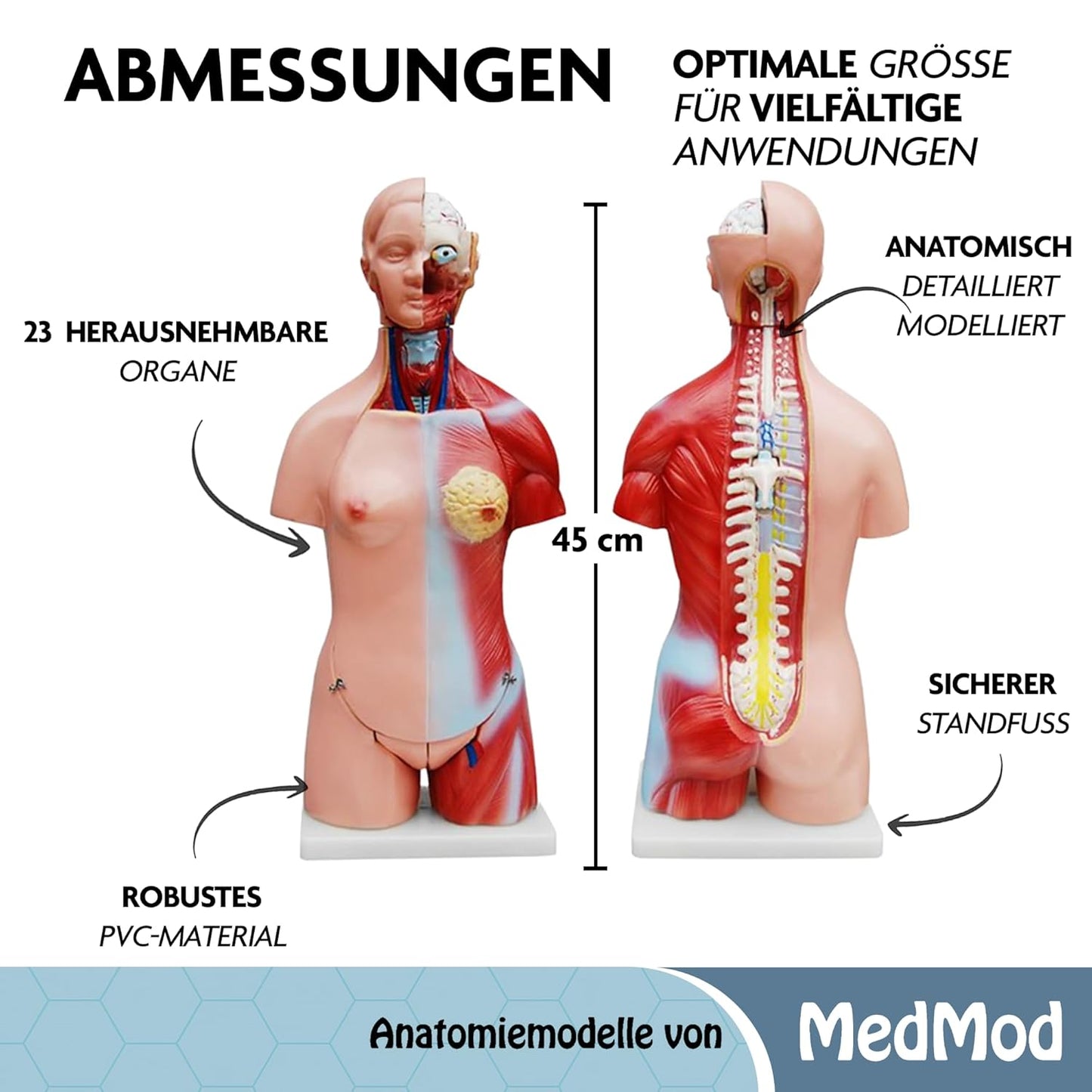 Anatomiemodell Torso V1 mit herausnehmbaren Organen, Torso 45cm V1