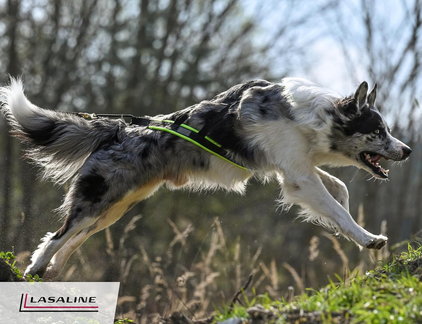 Hunde Zuggeschirr X Back für Canicross, XS
