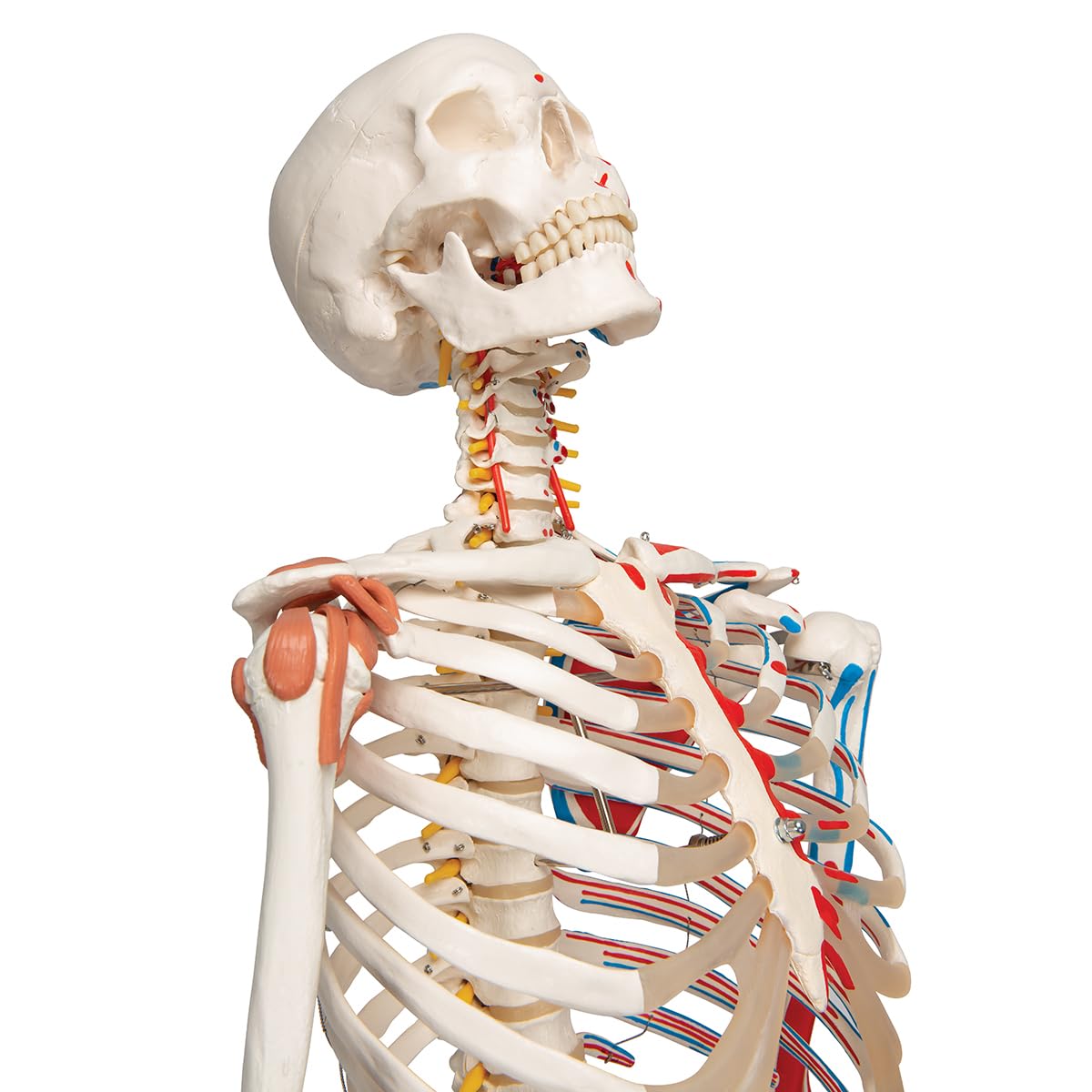 Menschliches Anatomie-Skelett mit Muskeldarstellung, mit Muskeldarstellung