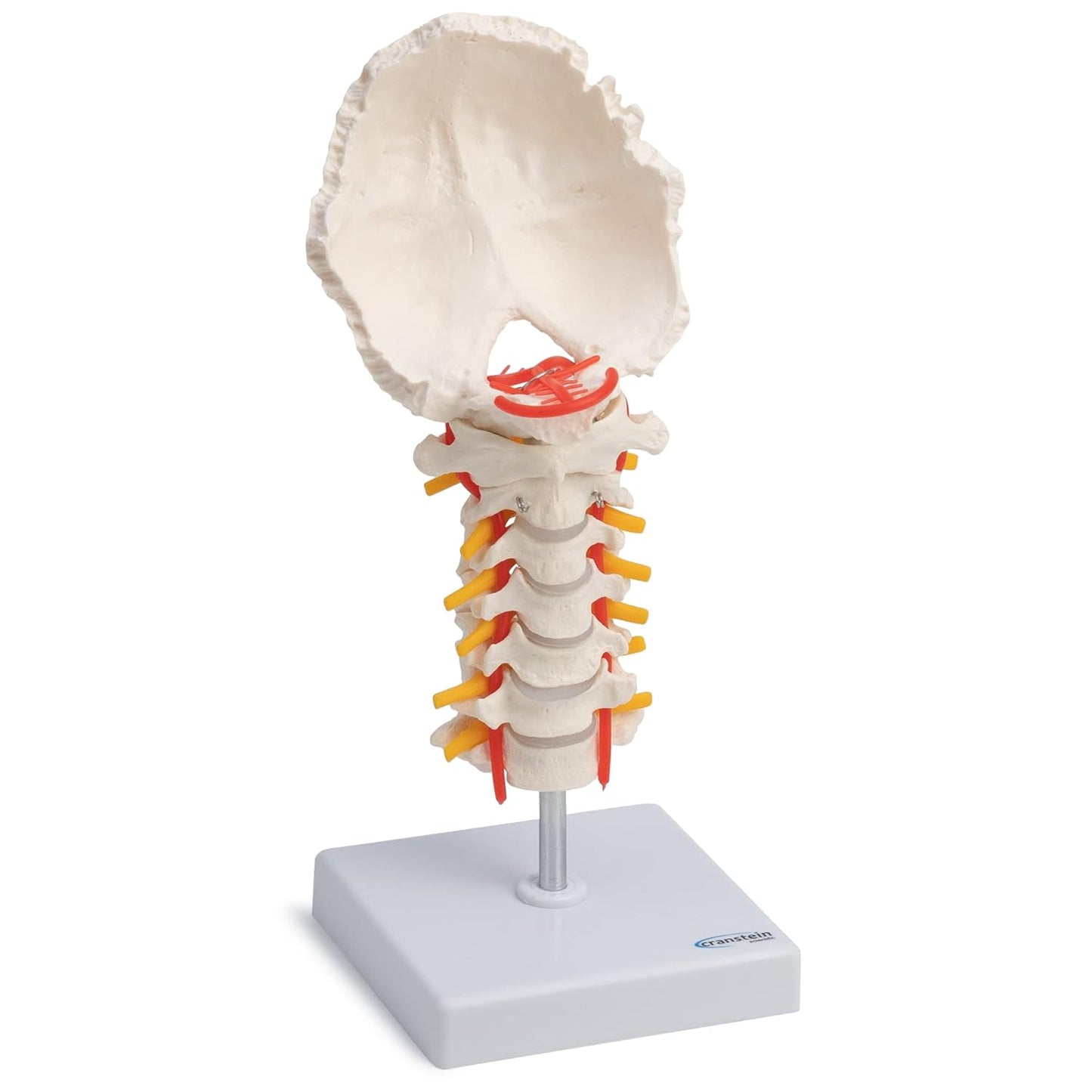 Halswirbelsäule Modell mit Spinalnerven und Arterien, Hals