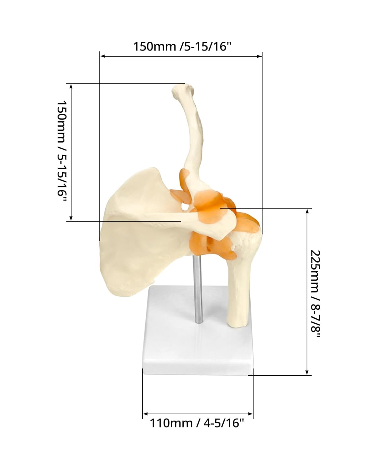 Anatomisches Schultergelenkmodell mit flexiblen Bändern