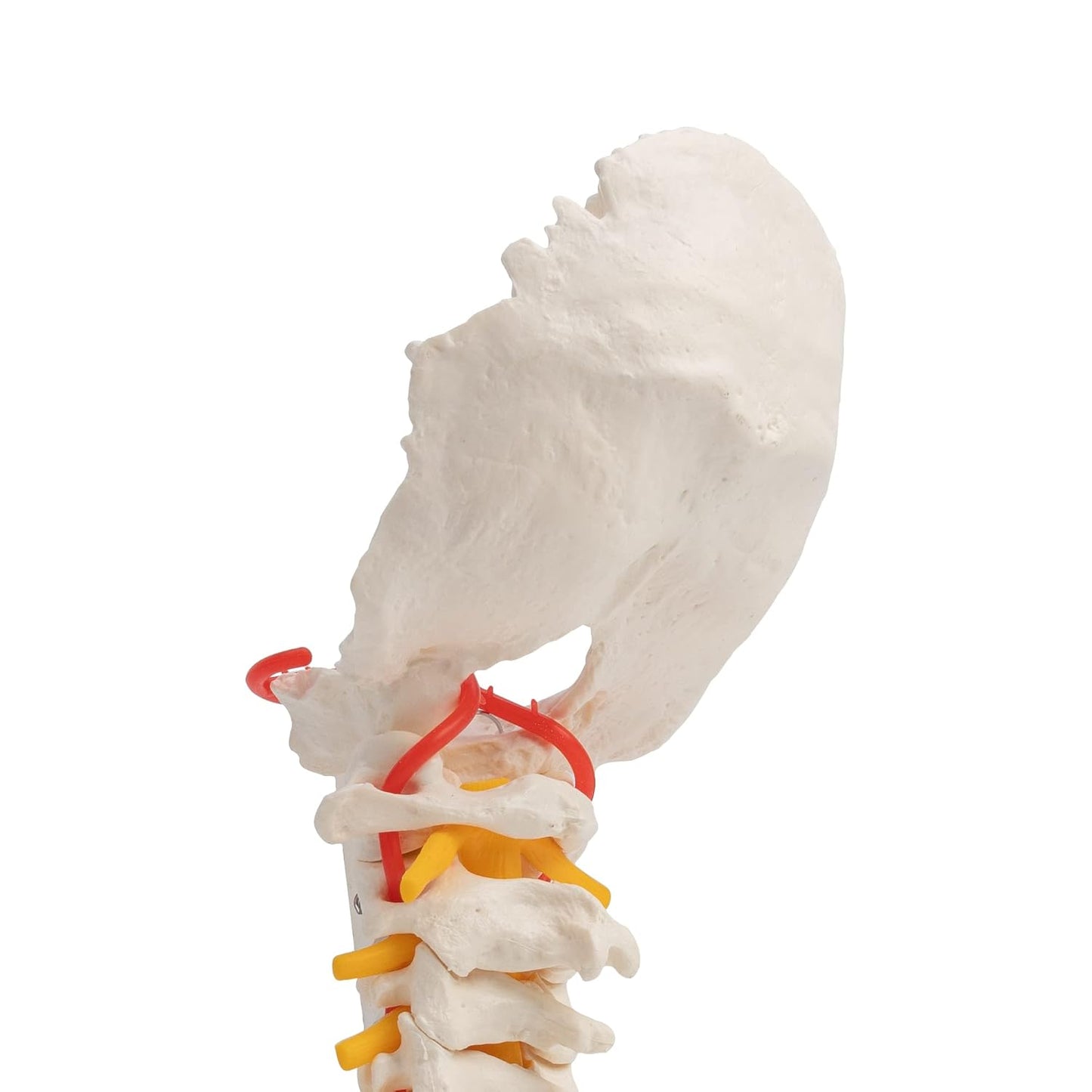 Halswirbelsäule Modell mit Spinalnerven und Arterien, Hals