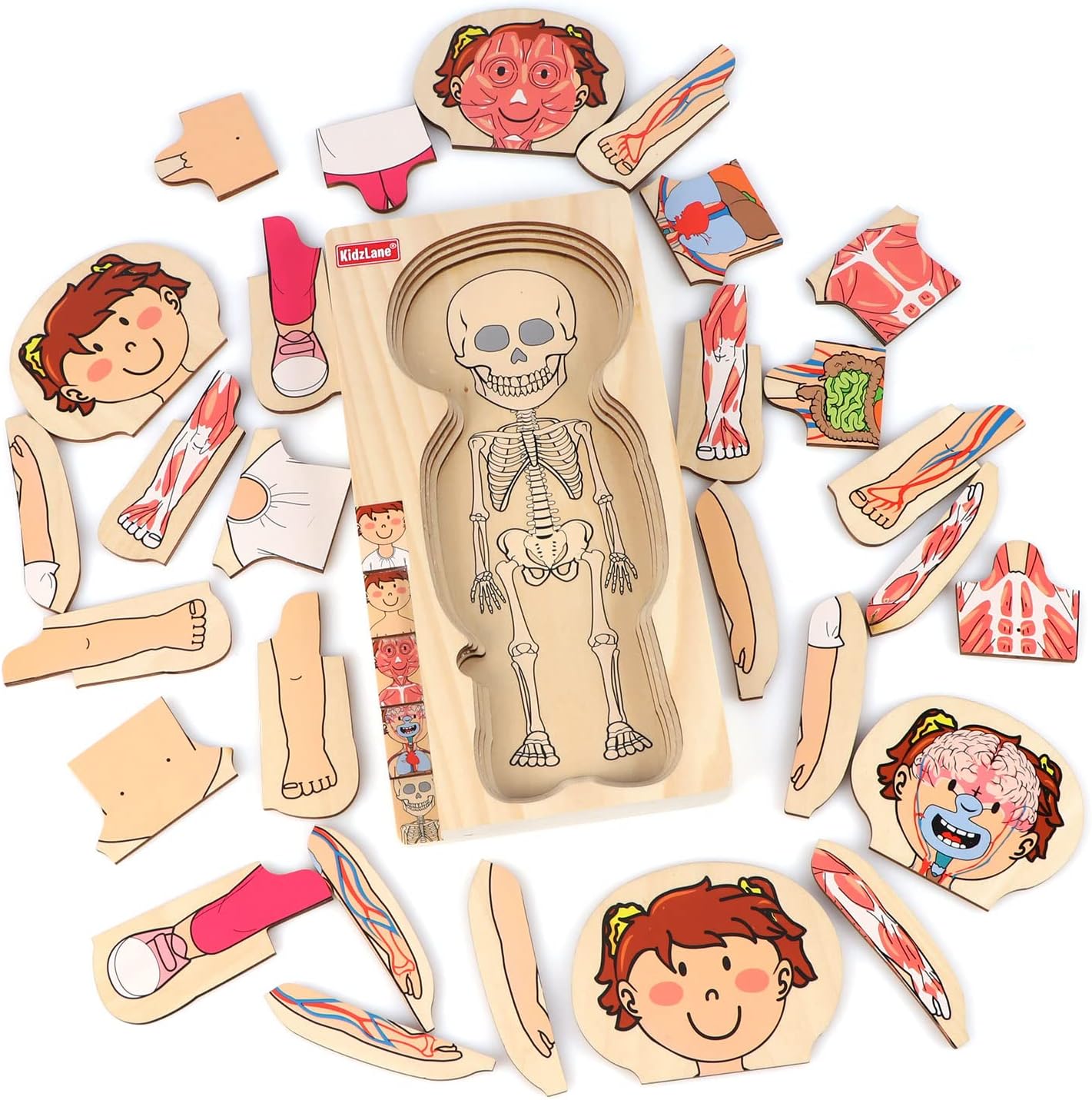 Mädchen-Anatomie-Puzzle