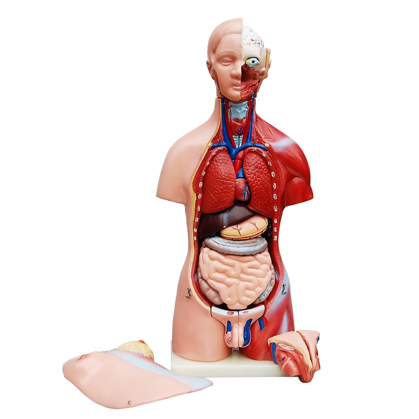 Anatomiemodell Torso V1 mit herausnehmbaren Organen, Torso 45cm V1