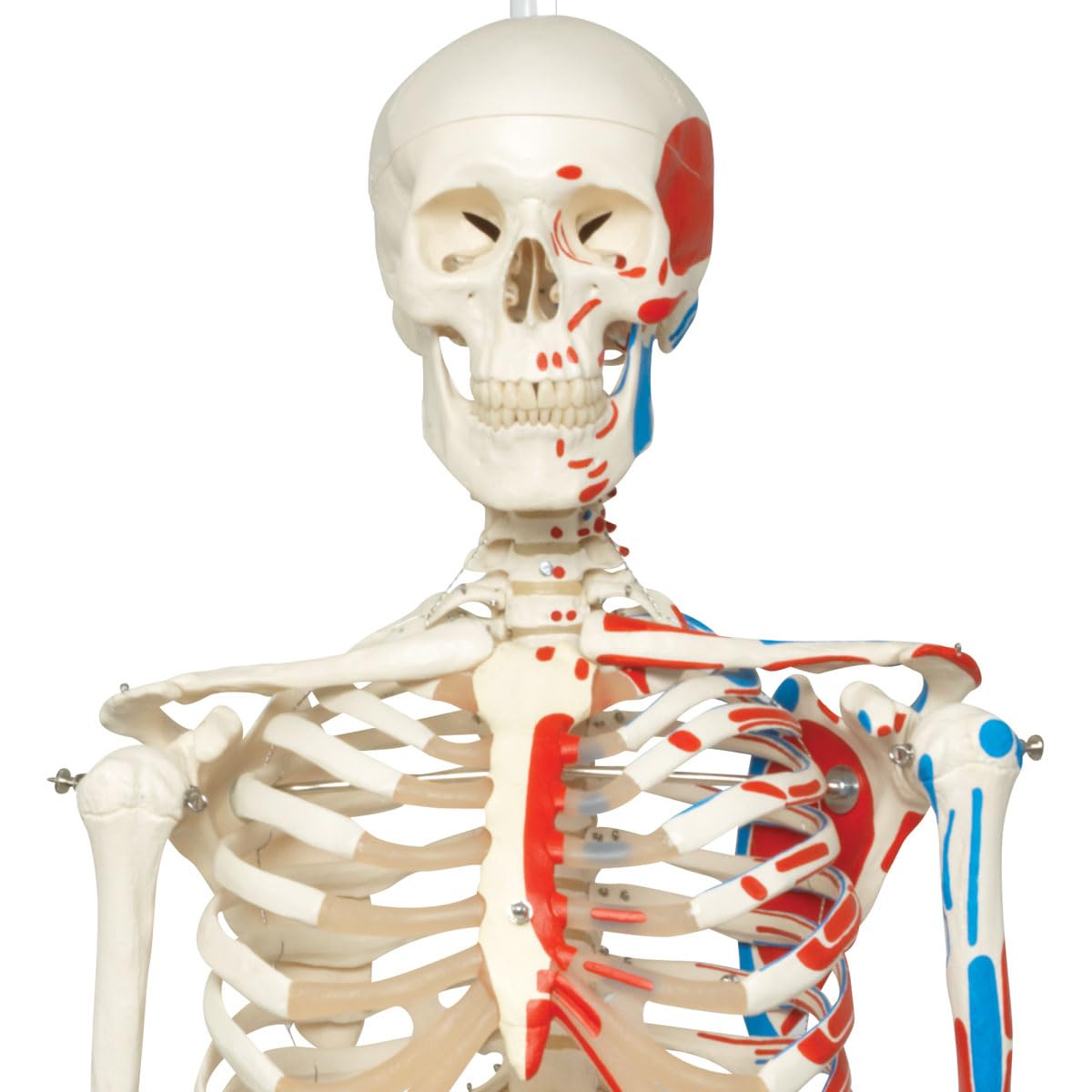 Lebensgrosses Anatomie-Skelett mit Muskeldarstellung, Modell Max, mit Muskeldarstellung und Nummerierung