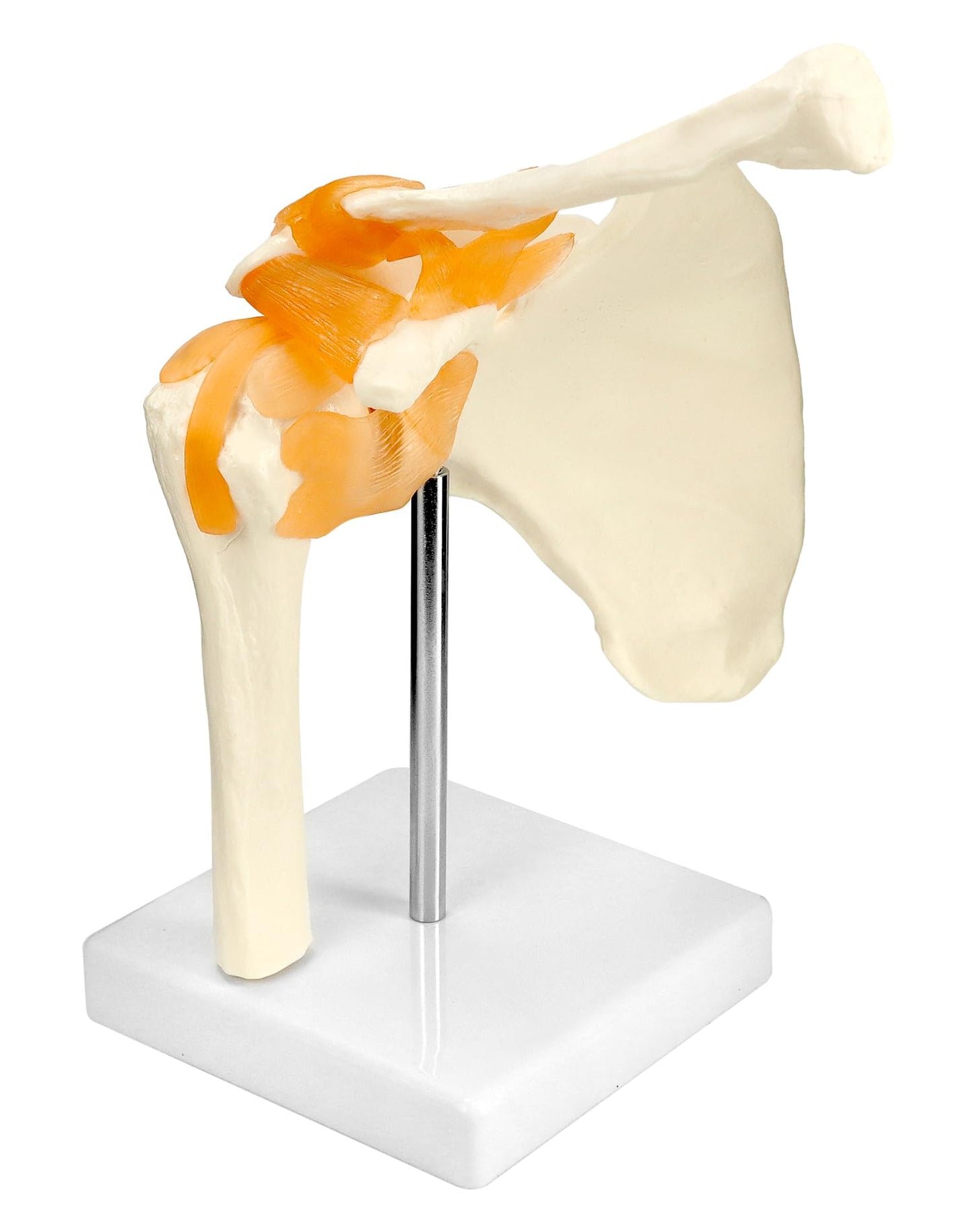 Anatomisches Schultergelenkmodell mit flexiblen Bändern