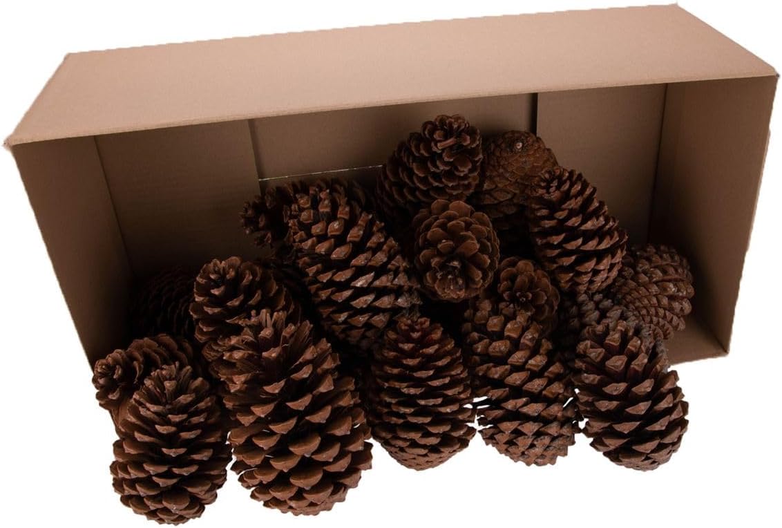 Pinus maritima