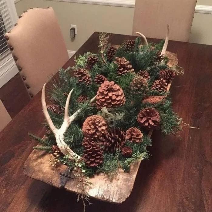 Pinus maritima