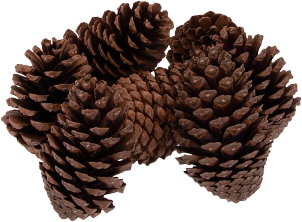 Pinus maritima
