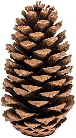 Pinus maritima