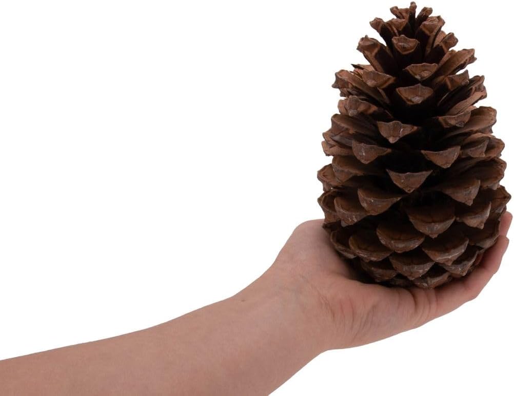 Pinus maritima