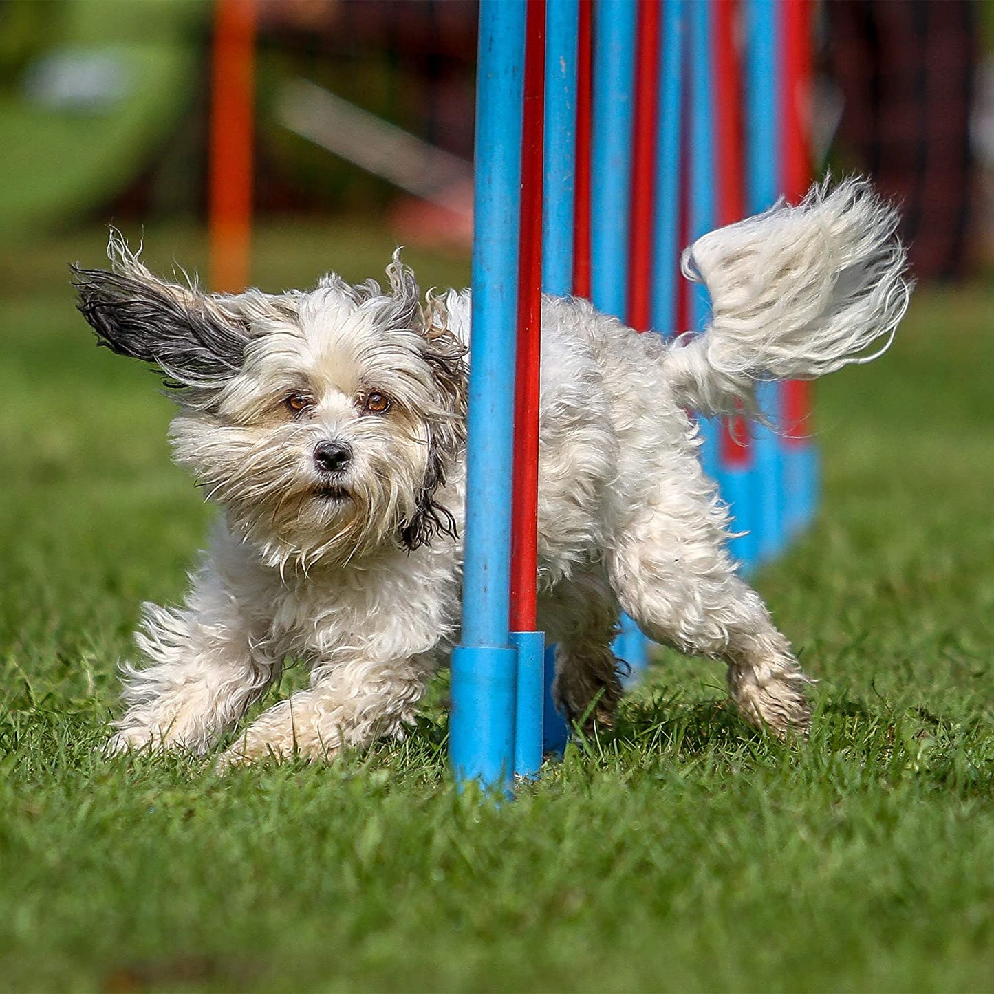 Hundewippe Agility